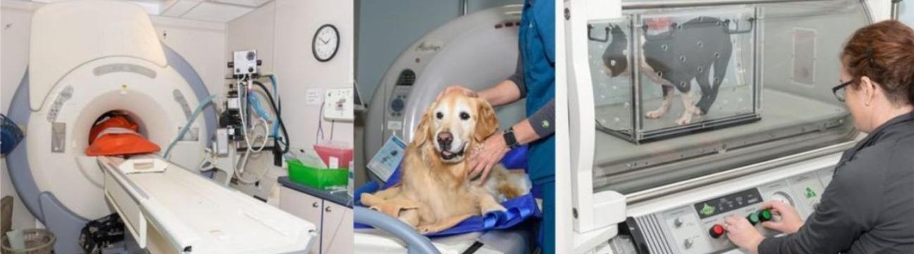 Veterinary Neurology & Imaging Of The Chesapeake