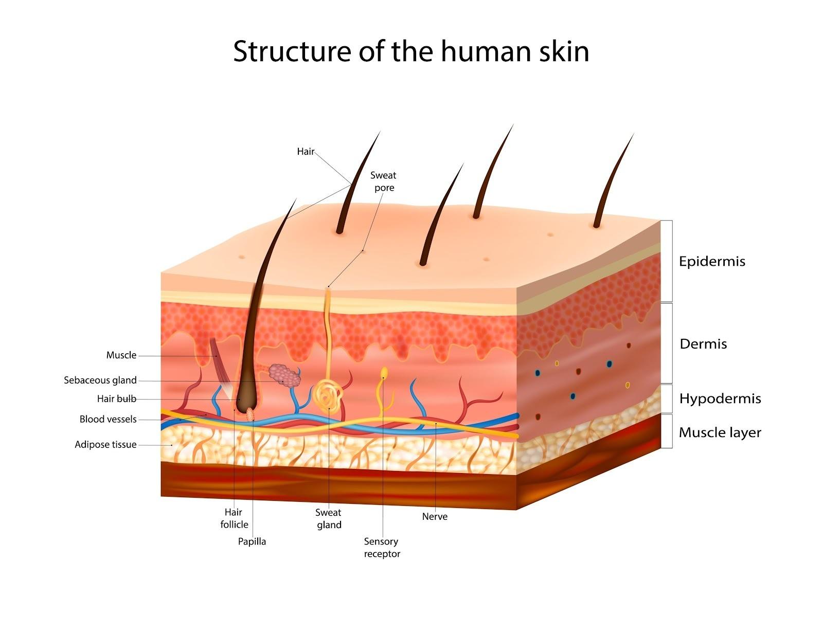 the layers of human skin, AI generated
